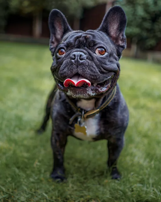 A dark brindle French Bulldog sitting on grass with its tongue out