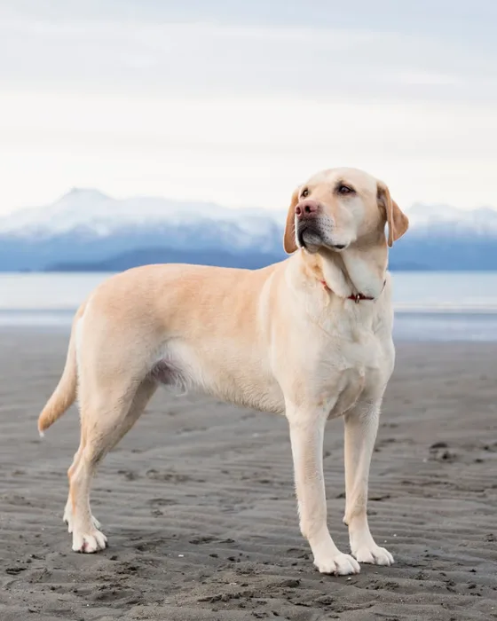 A yellow Labrador Retriever standing on a beach