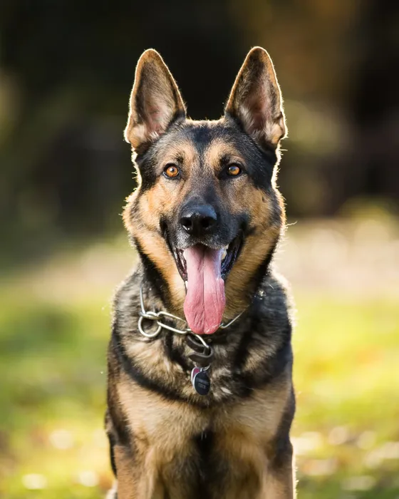 A German Shepherd outdoors in warm afternoon light