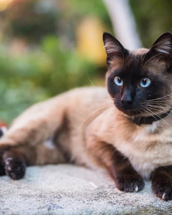 A Siamese cat with blue eyes lying on a stone wall